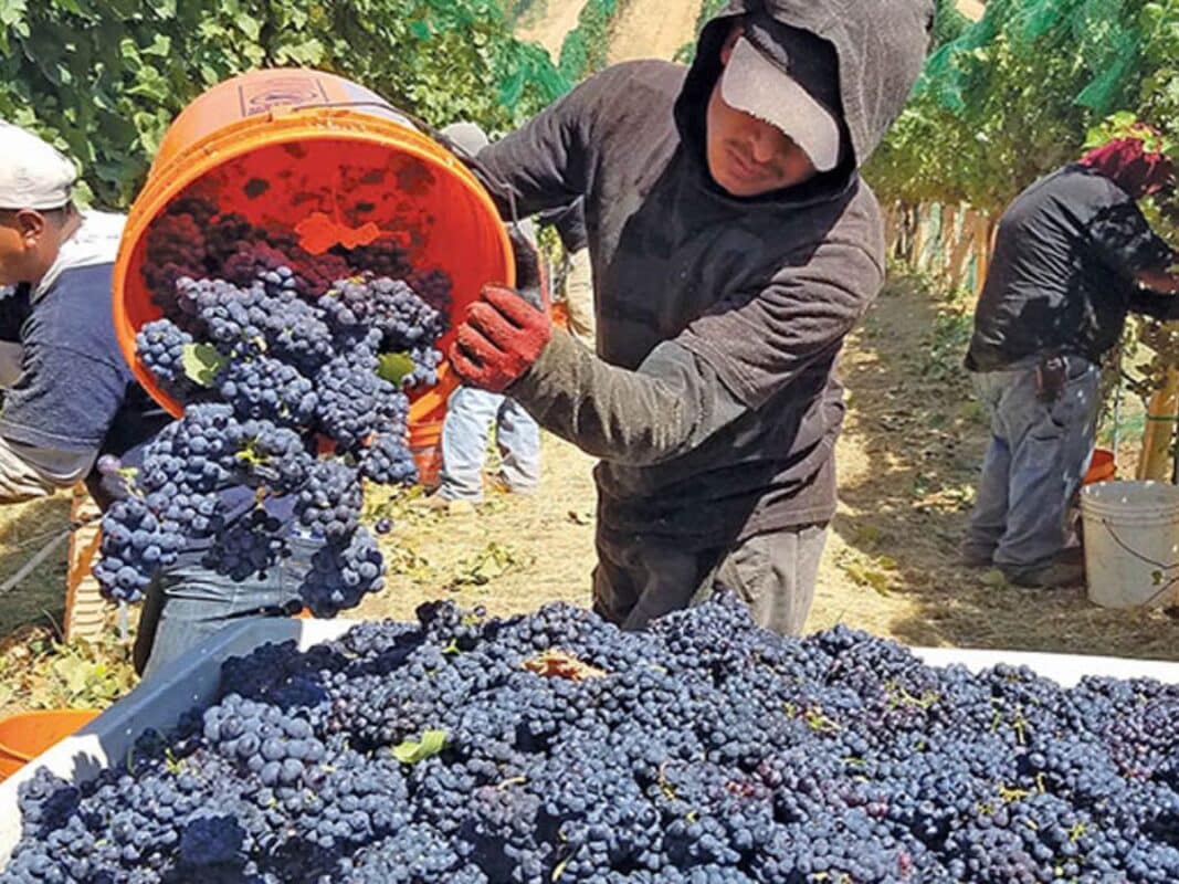 vinos de Ica
