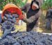 vinos de Ica