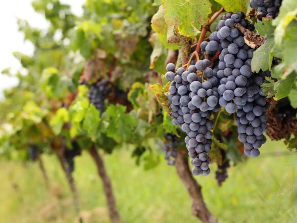 Vinos de Ica